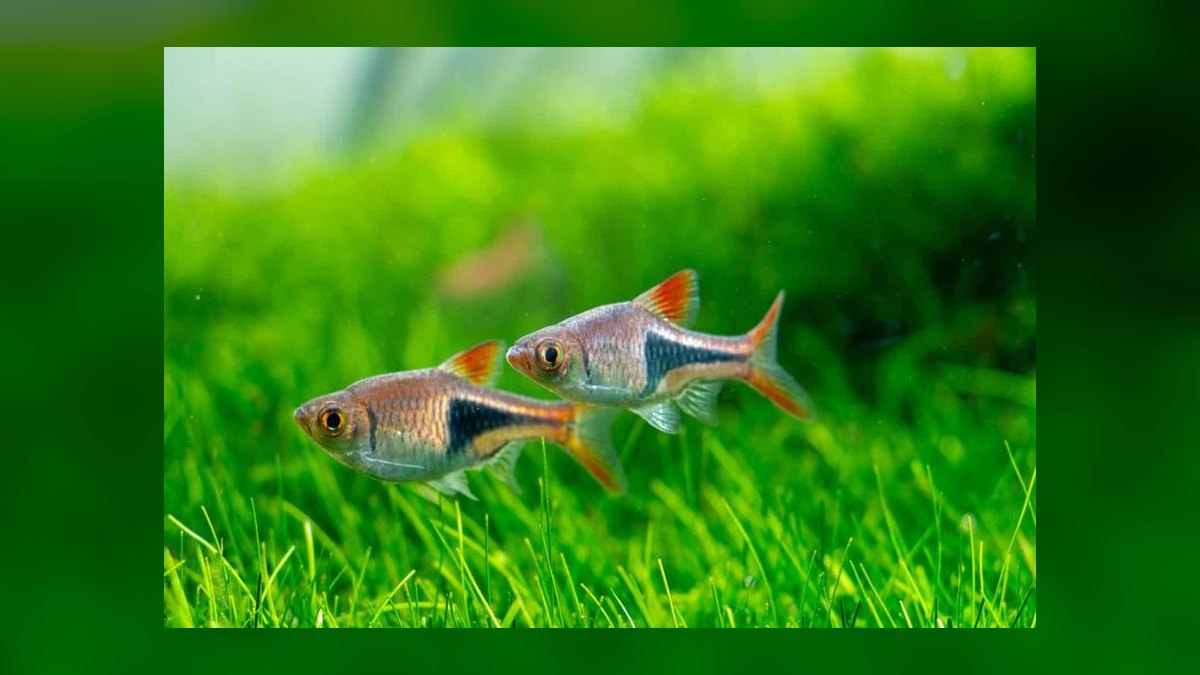 Top 10 Rummy Nose Tetra Care Tips 2027 — figure 8
