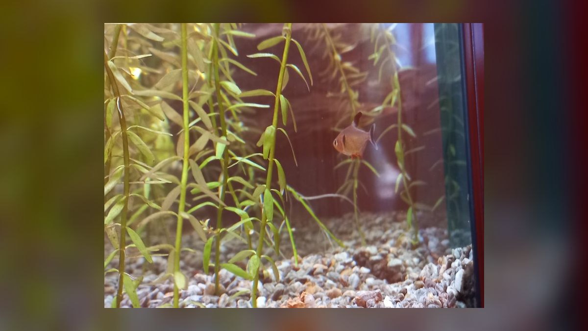 Top 10 Black Skirt Tetra Tank Mates 2027 — figure 2
