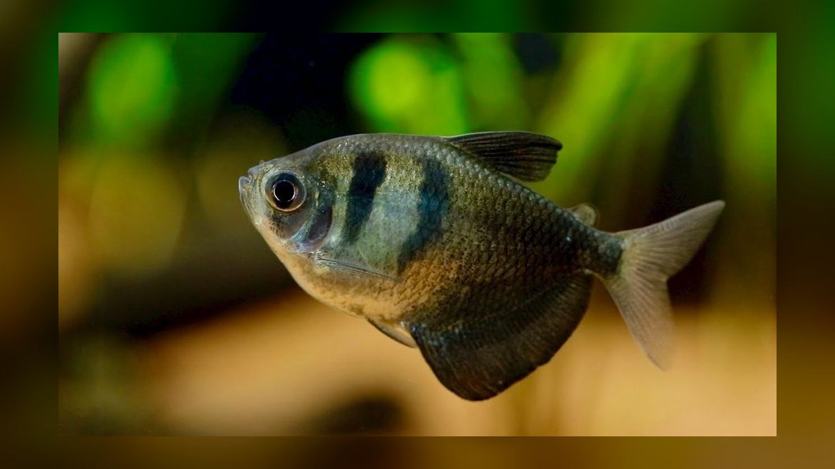 Top 10 Black Skirt Tetra Tank Mates 2027 — figure 3
