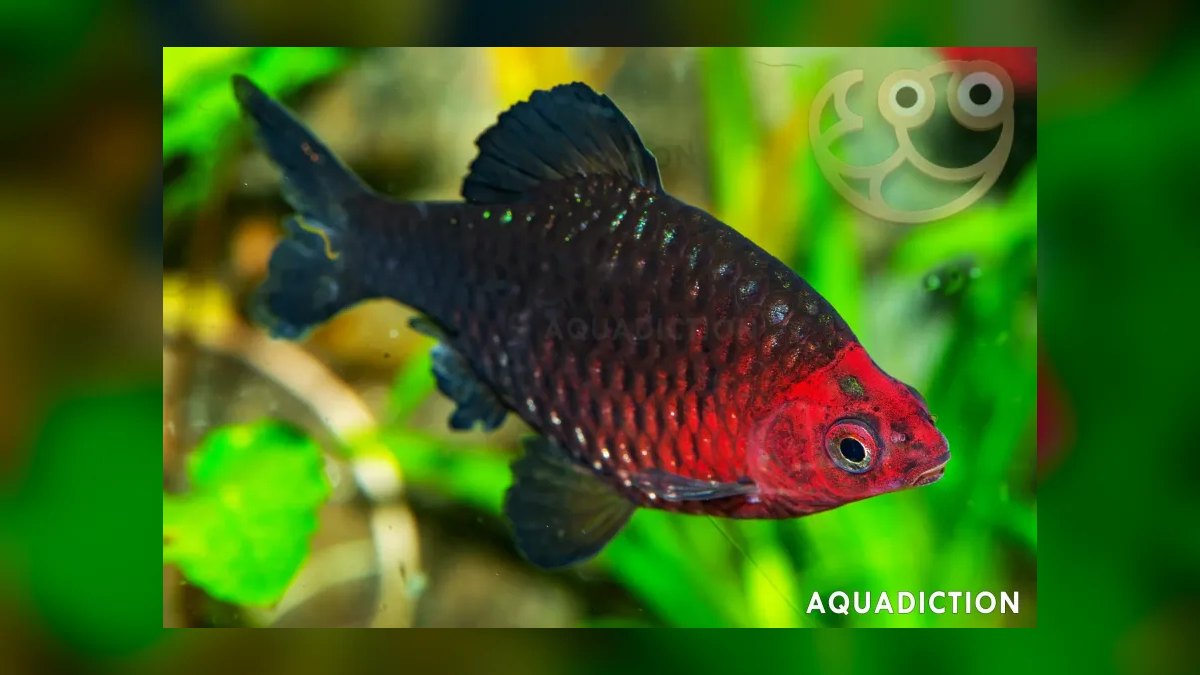 Top 10 Black Skirt Tetra Tank Mates 2027