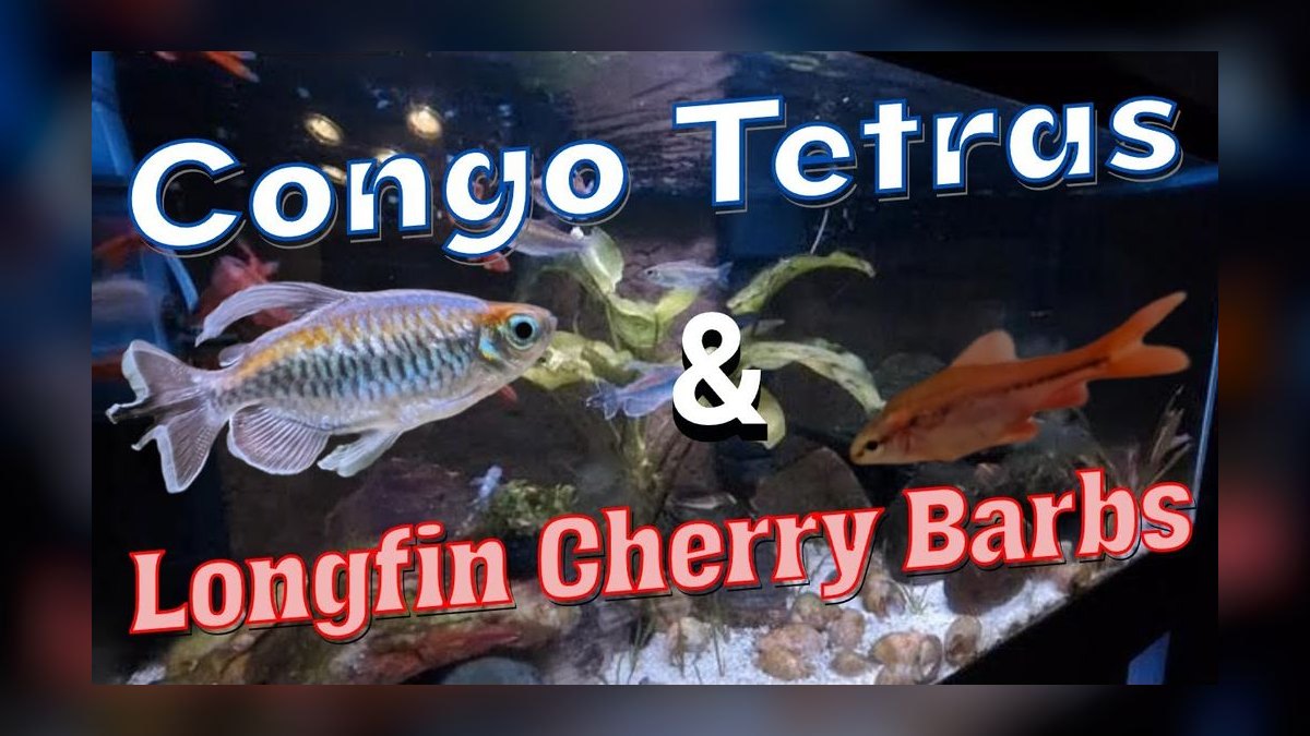 Top 10 Congo Tetra Centerpiece Fish 2027 — figure 7