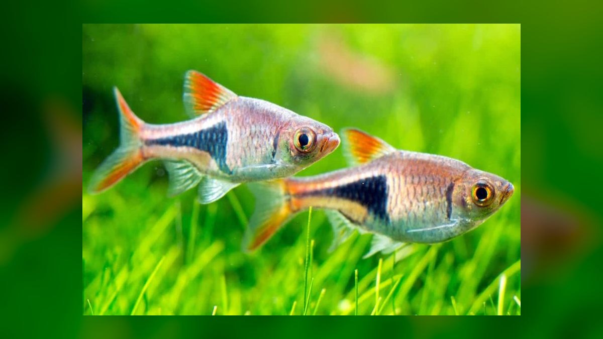 Top 10 Congo Tetra Centerpiece Fish 2027 — figure 8