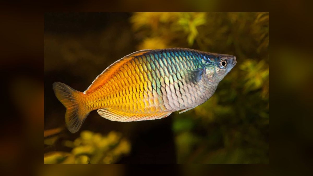 Top 10 Boesemani Rainbowfish 2027 — figure 1