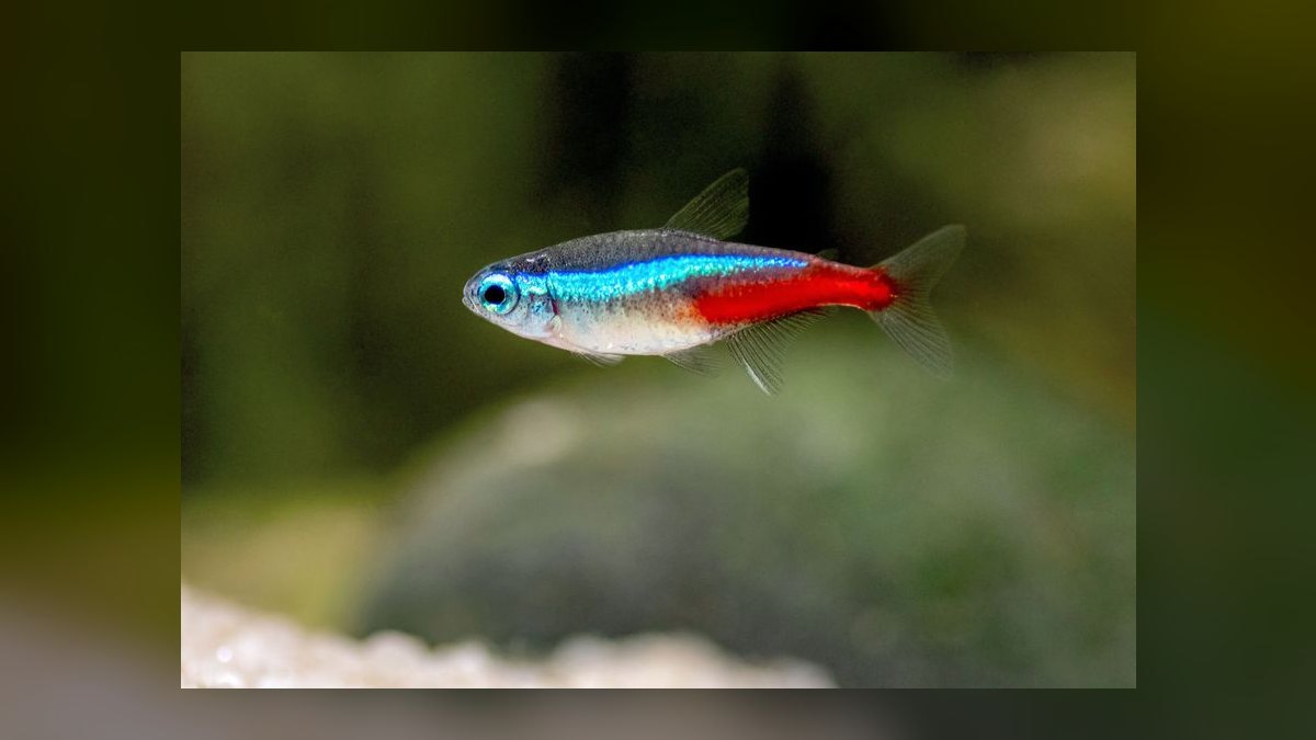 Top 10 Boesemani Rainbowfish 2027 — figure 2