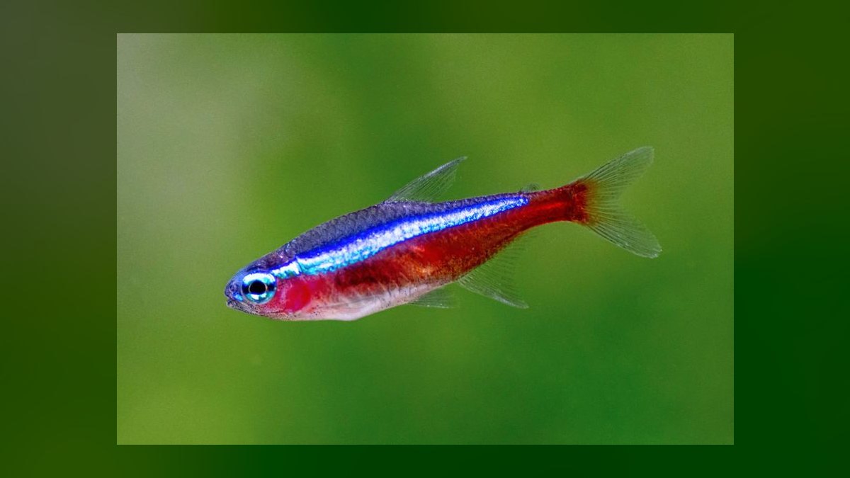 Top 10 Boesemani Rainbowfish 2027 — figure 3