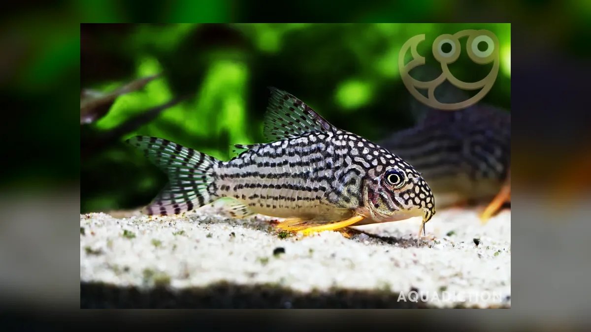 Top 10 Boesemani Rainbowfish 2027 — figure 5