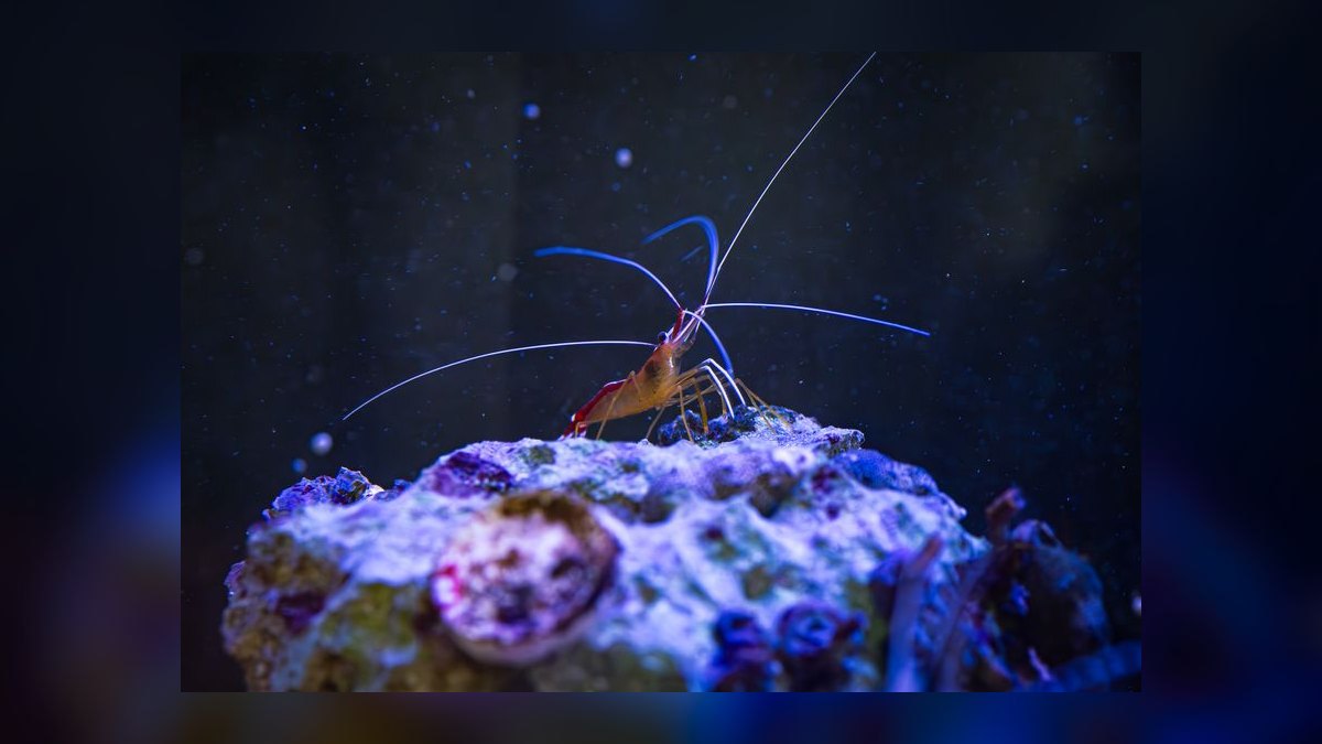 Top 10 Boesemani Rainbowfish 2027 — figure 9