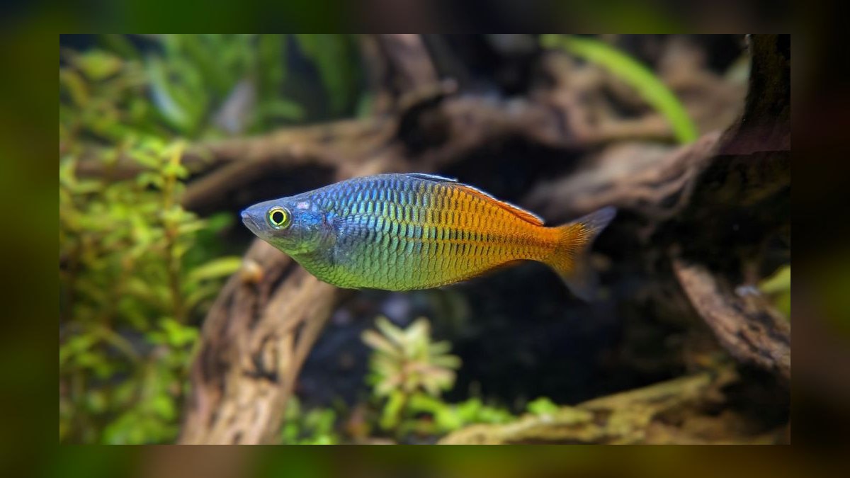 Top 10 Boesemani Rainbowfish 2027
