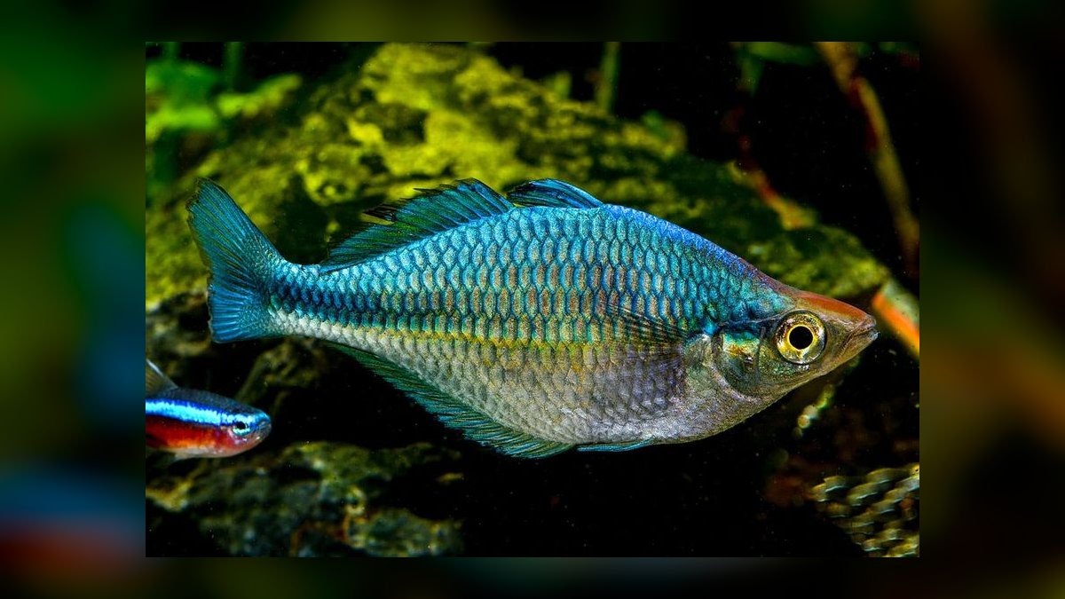 Top 10 Turquoise Rainbowfish 2027 — figure 1