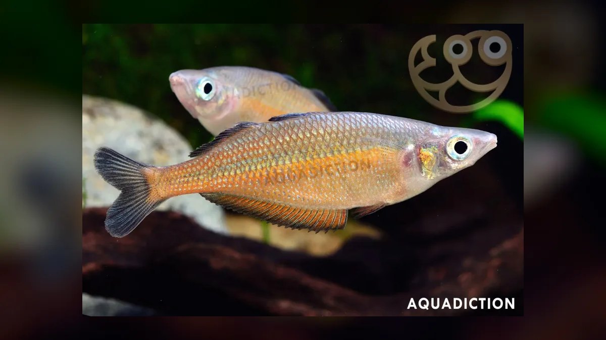 Top 10 Turquoise Rainbowfish 2027 — figure 10