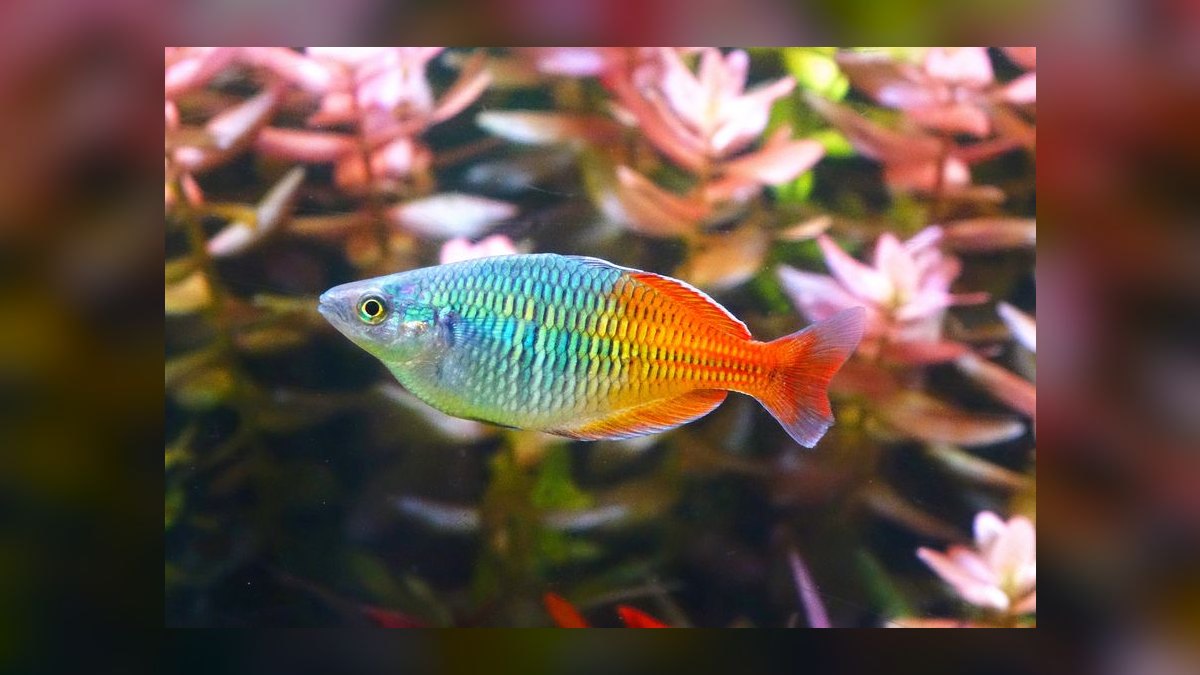 Top 10 Turquoise Rainbowfish 2027 — figure 2