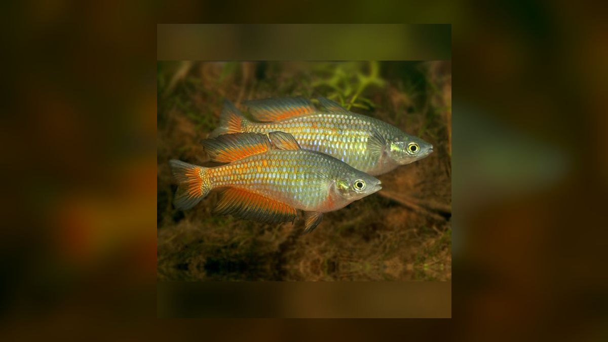 Top 10 Turquoise Rainbowfish 2027 — figure 6