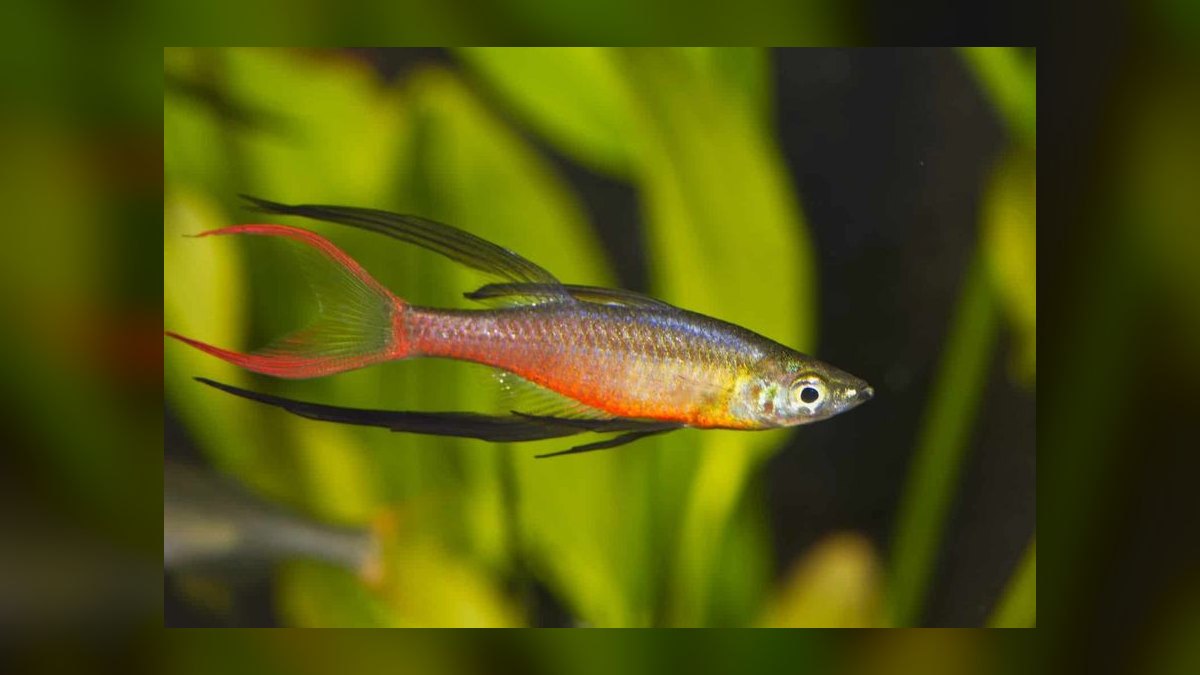 Top 10 Turquoise Rainbowfish 2027 — figure 8