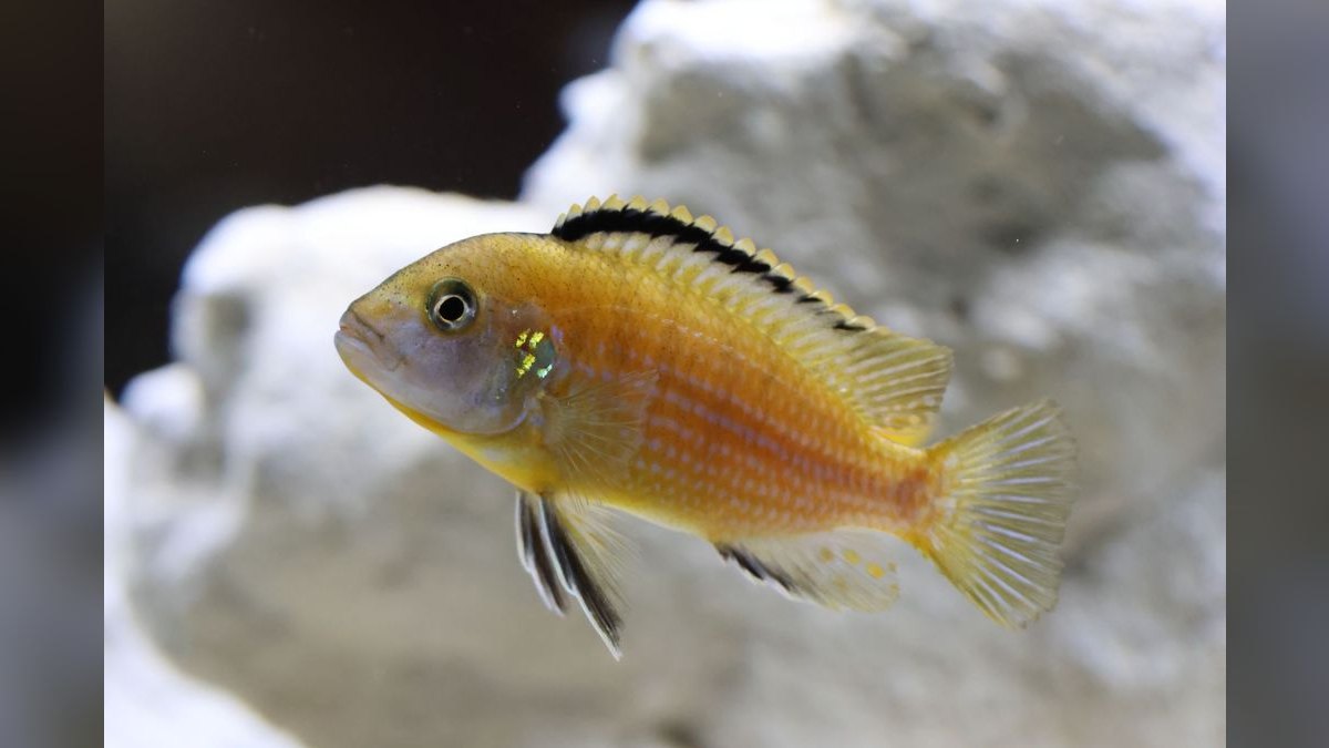 Top 10 Kribensis Cichlid Care 2027 — figure 3