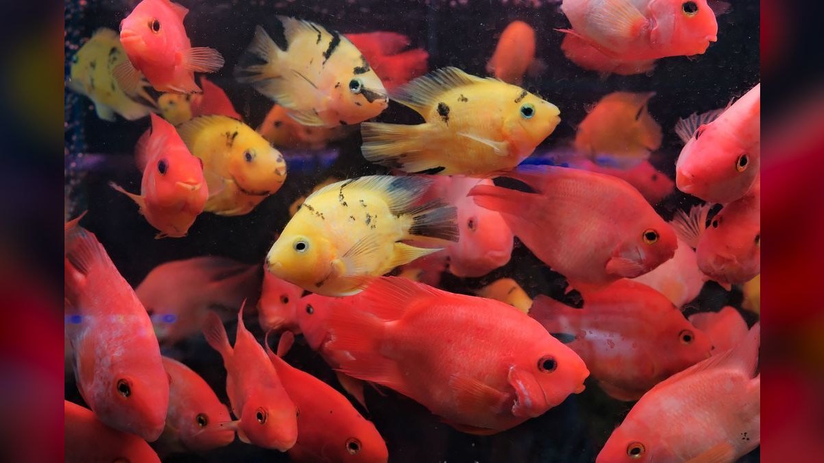 Top 10 Kribensis Cichlid Care 2027 — figure 4