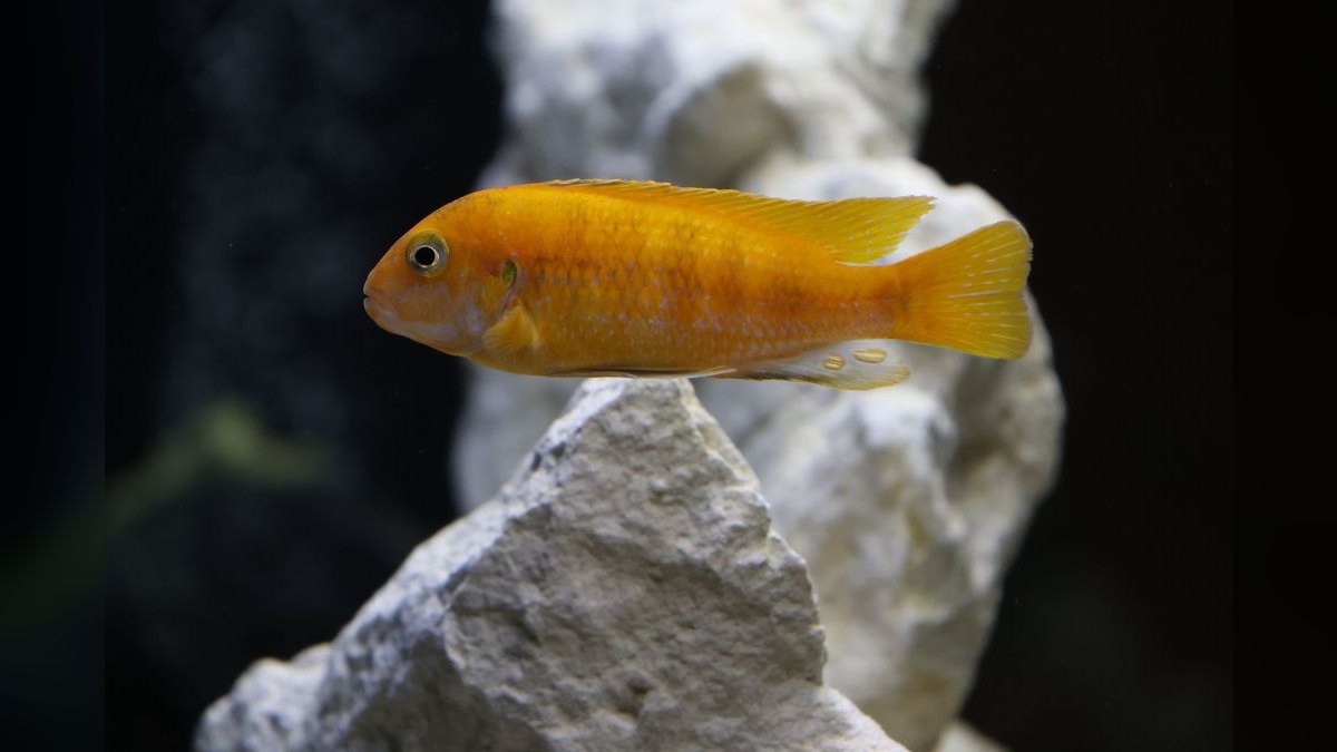 Top 10 Kribensis Cichlid Care 2027 — figure 6