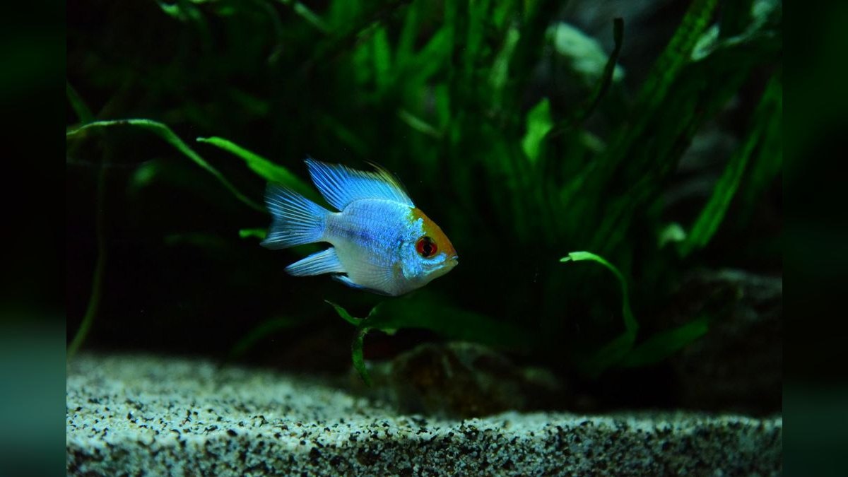 Top 10 Kribensis Cichlid Care 2027