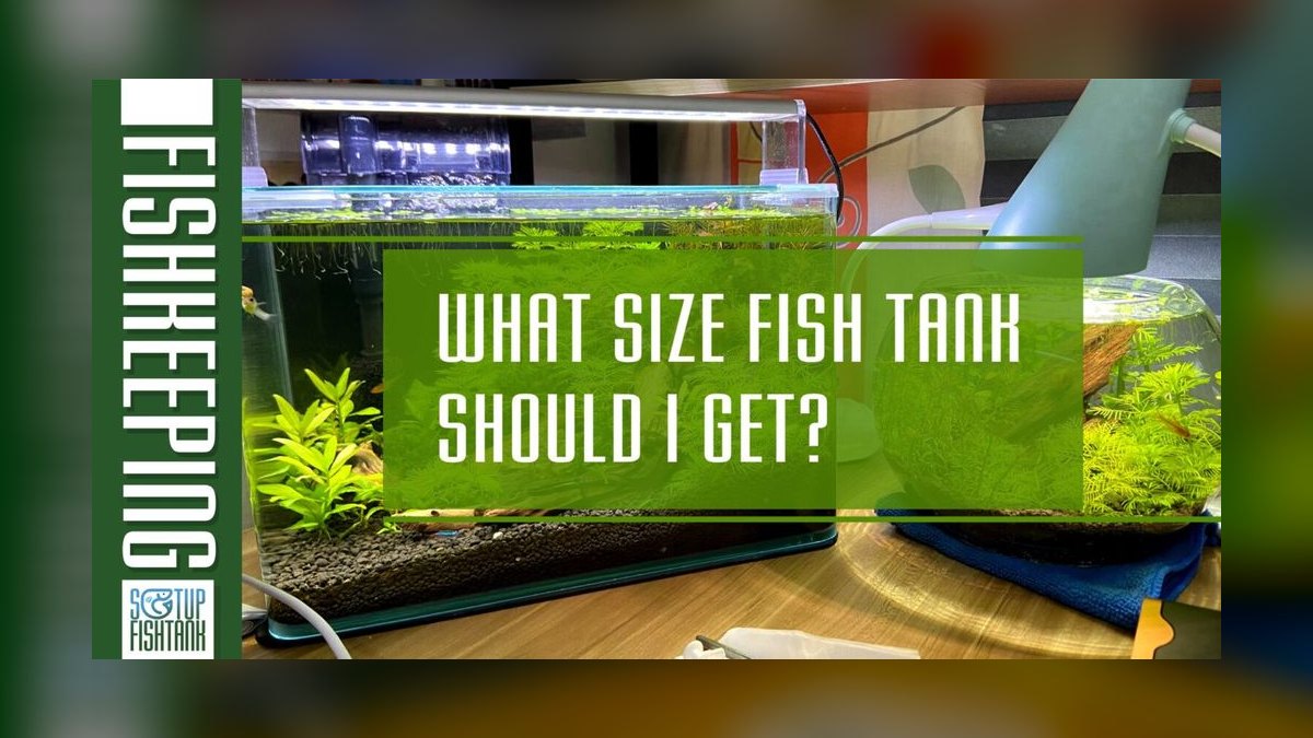 Top 10 Kribensis Cichlid Care 2027