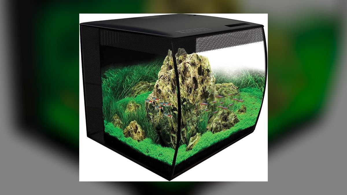 Top 10 Firemouth Cichlid Tank Size 2027 — figure 2