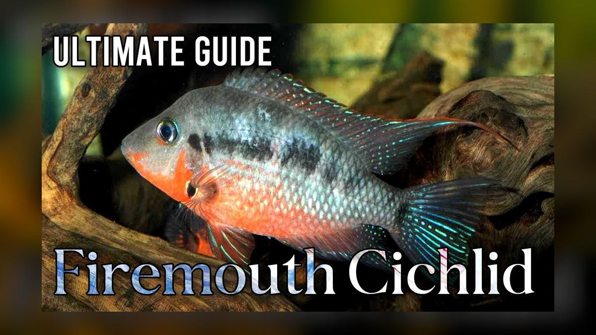 Top 10 Firemouth Cichlid Tank Size 2027