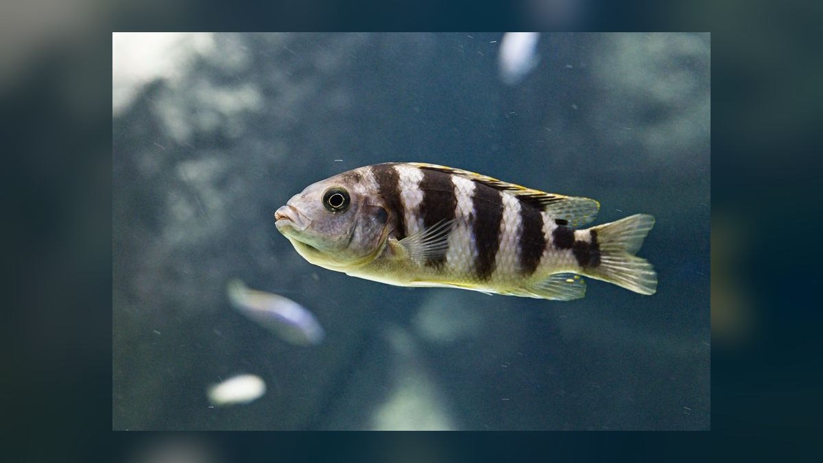 Top 10 Convict Cichlid Tank Mates 2027 — figure 1