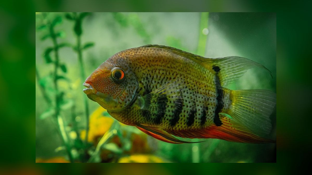 Top 10 Convict Cichlid Tank Mates 2027 — figure 5