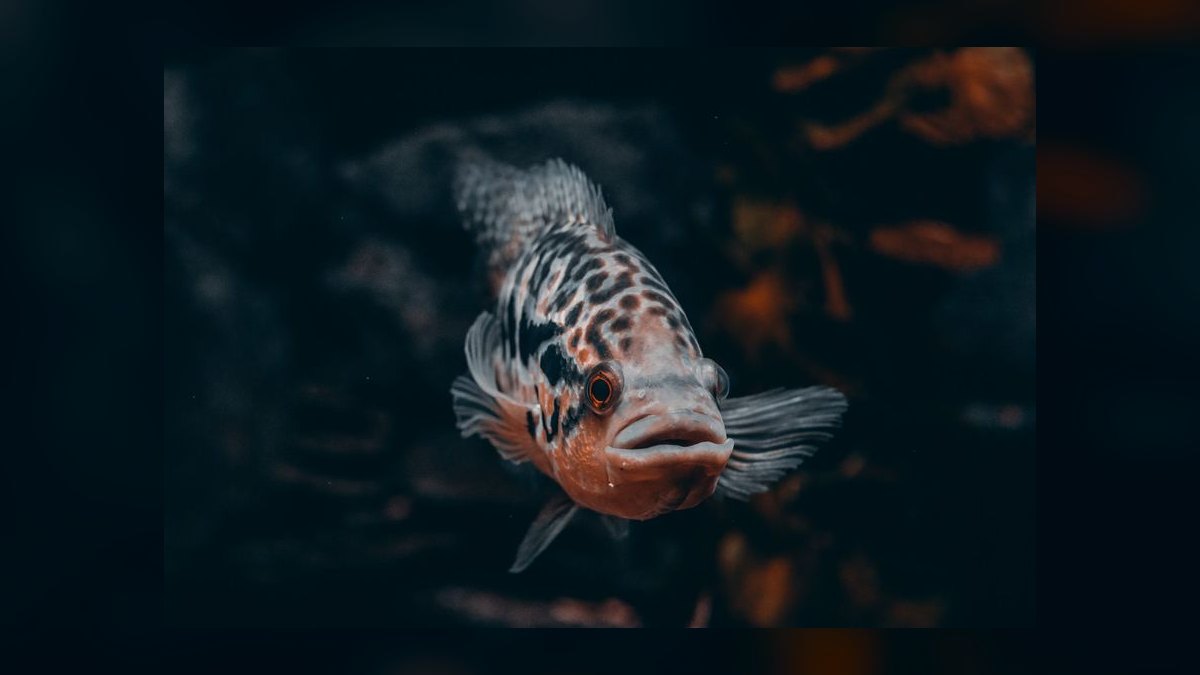 Top 10 Convict Cichlid Tank Mates 2027 — figure 6