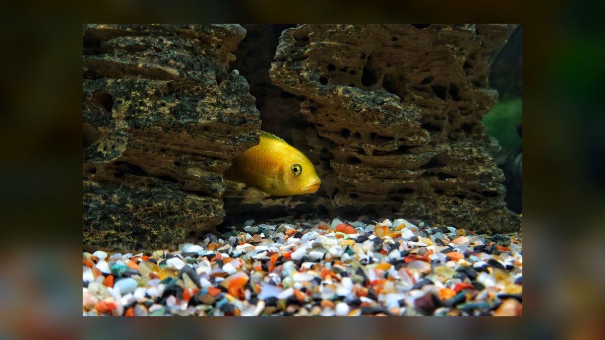 Top 10 Convict Cichlid Tank Mates 2027 — figure 7