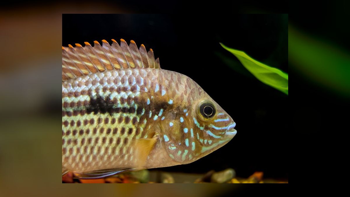 Top 10 Convict Cichlid Tank Mates 2027 — figure 8