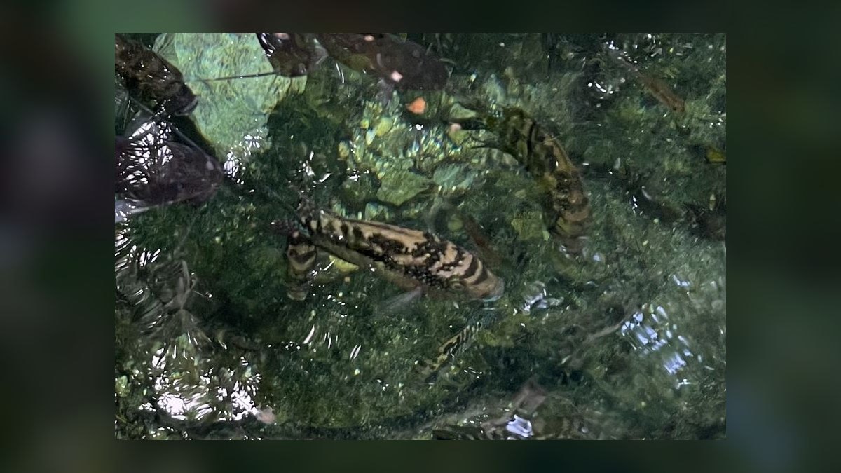 Top 10 Jack Dempsey Cichlid Requirements 2027 — figure 8