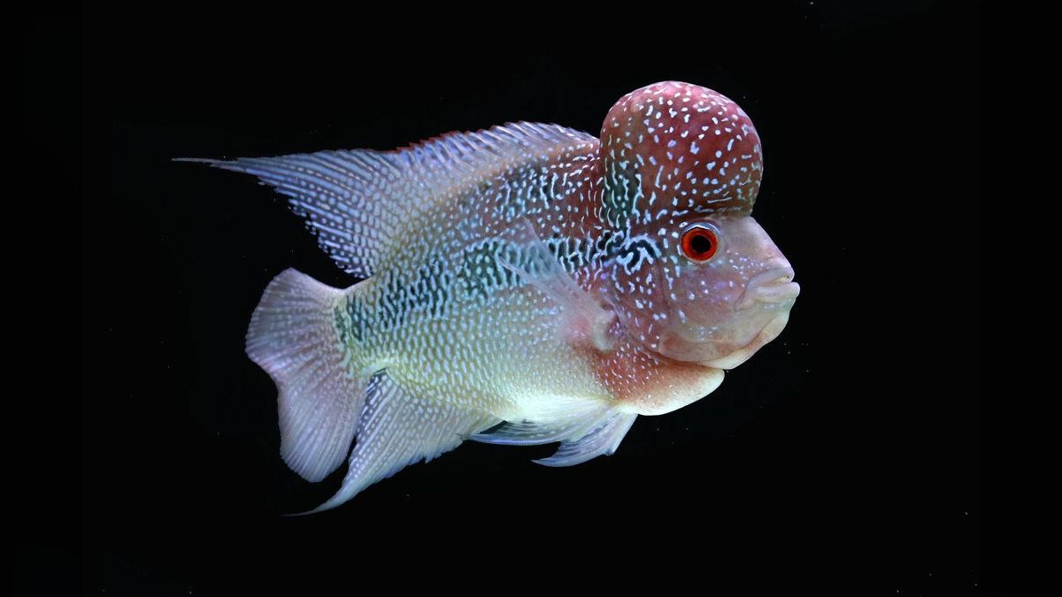 Top 10 Flowerhorn Cichlid Varieties 2027 — figure 1