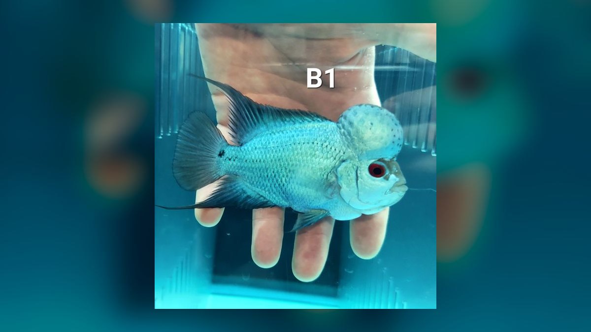 Top 10 Flowerhorn Cichlid Varieties 2027 — figure 10