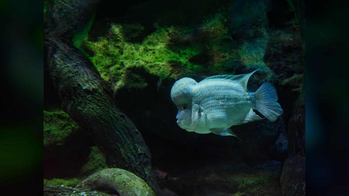 Top 10 Flowerhorn Cichlid Varieties 2027 — figure 3