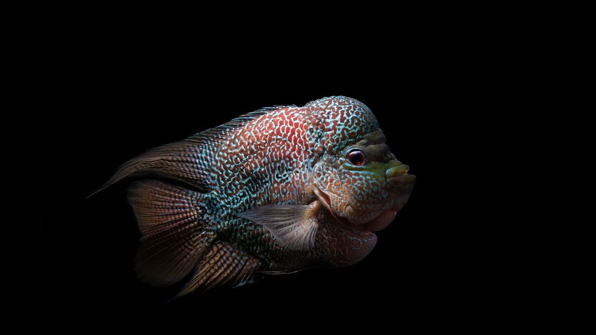 Top 10 Flowerhorn Cichlid Varieties 2027 — figure 4