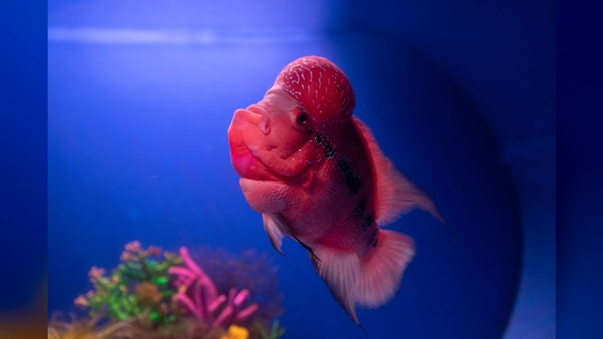 Top 10 Flowerhorn Cichlid Varieties 2027 — figure 5