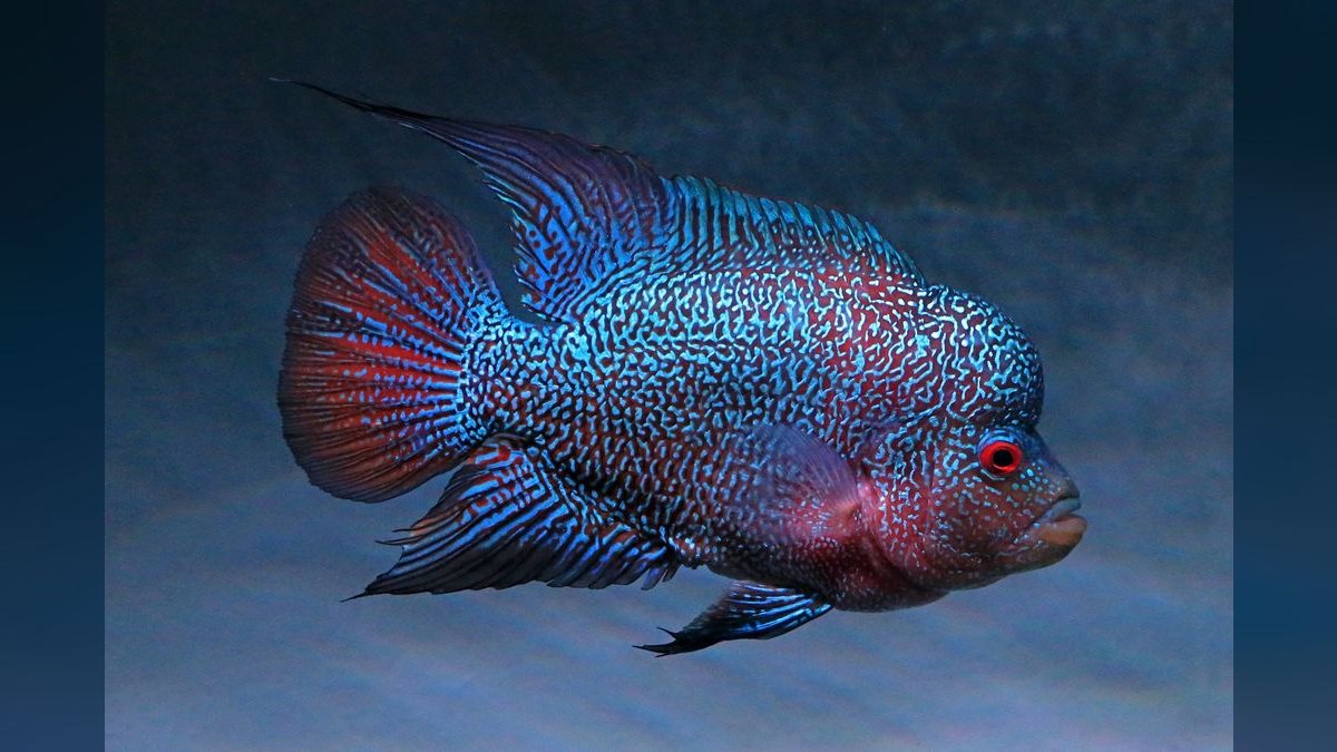 Top 10 Flowerhorn Cichlid Varieties 2027 — figure 6