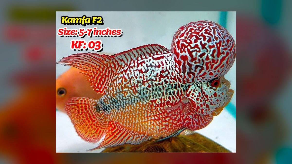 Top 10 Flowerhorn Cichlid Varieties 2027 — figure 7