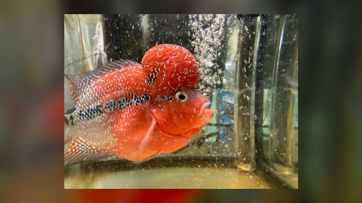 Top 10 Flowerhorn Cichlid Varieties 2027 — figure 8