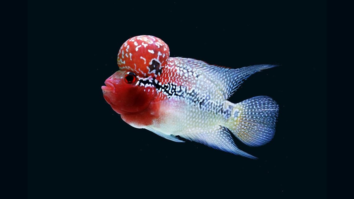 Top 10 Flowerhorn Cichlid Varieties 2027