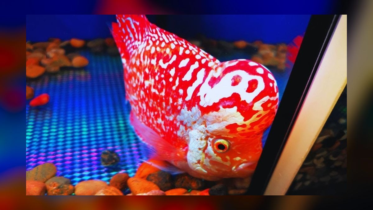 Top 10 Flowerhorn Cichlid Varieties 2027