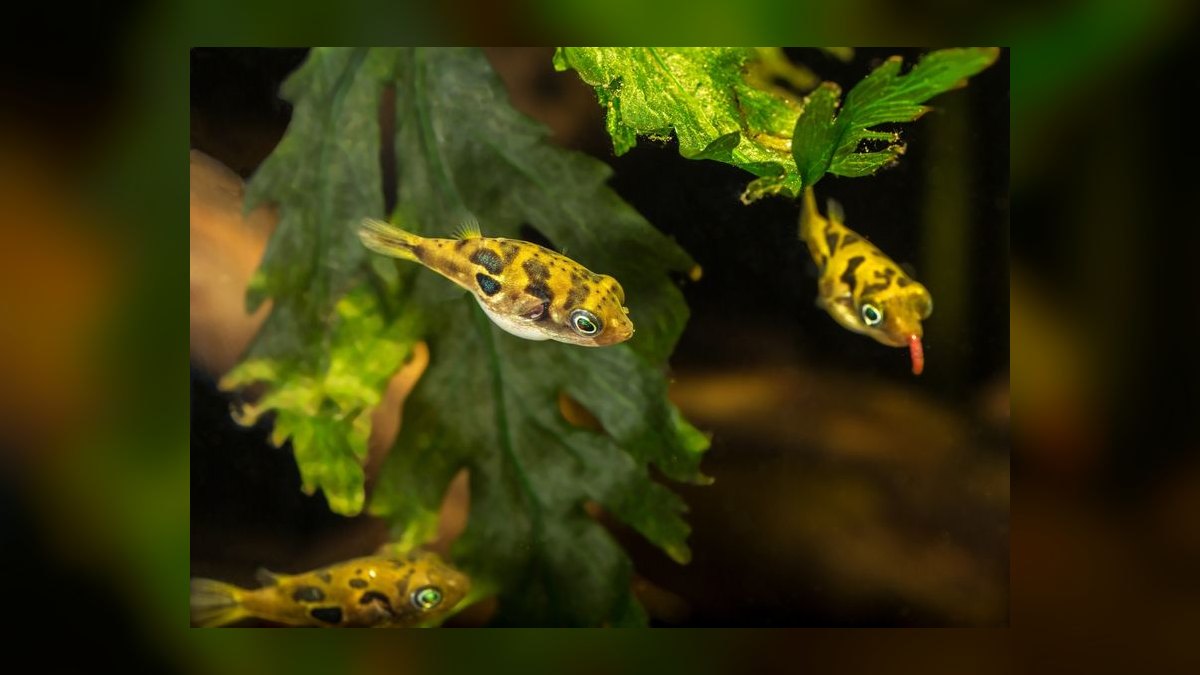 Top 10 Pea Puffer Tank Setup 2027 — figure 2