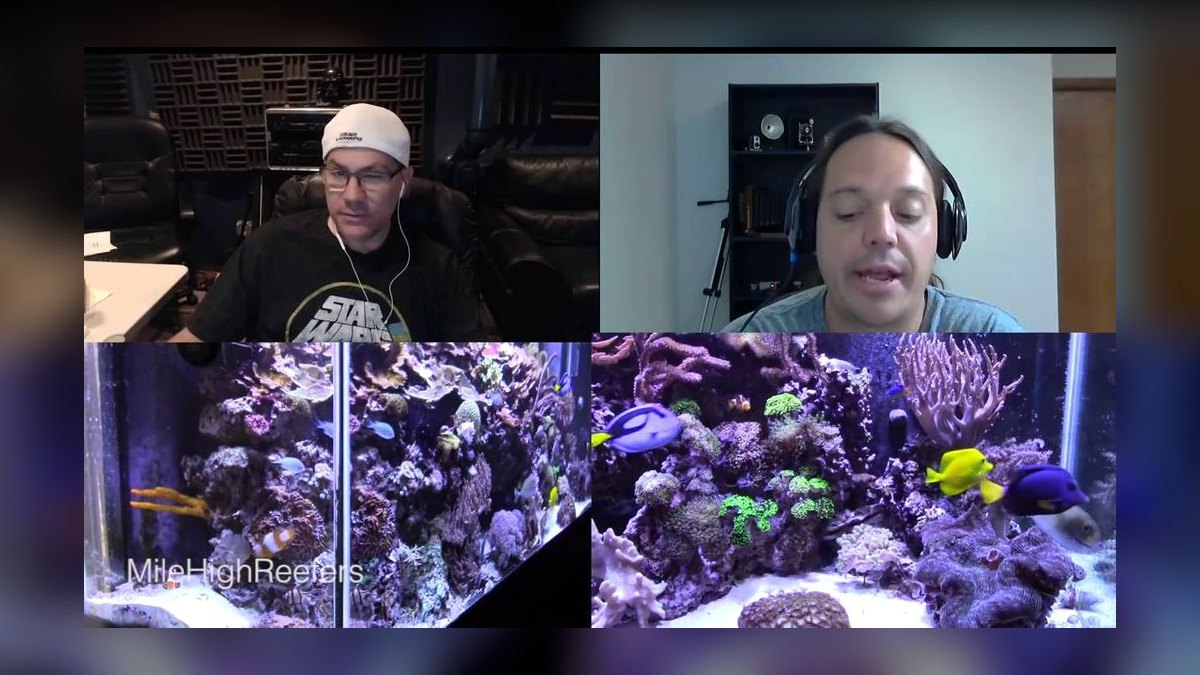 Top 10 Pea Puffer Tank Setup 2027 — figure 7
