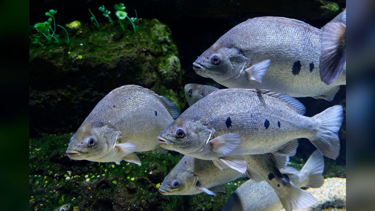 Top 10 Archer Fish Brackish Tanks 2027 — figure 4