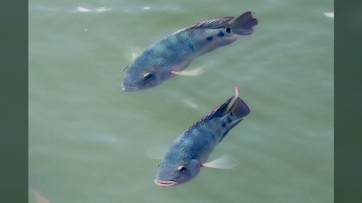 Top 10 Archer Fish Brackish Tanks 2027 — figure 6