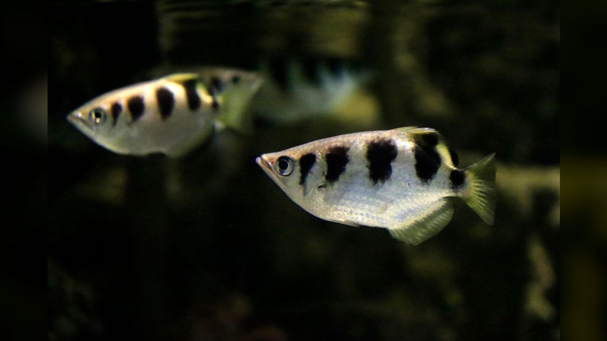 Top 10 Archer Fish Brackish Tanks 2027