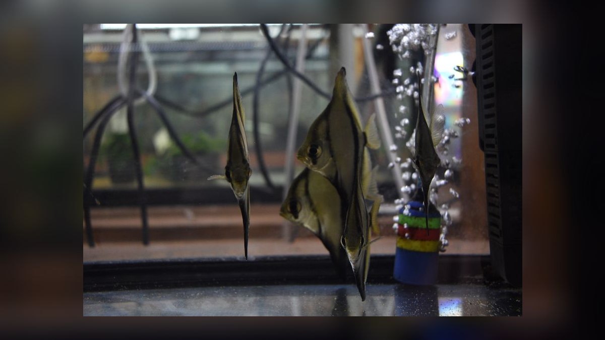 Top 10 Mono Sebae Brackish Fish 2027 — figure 1