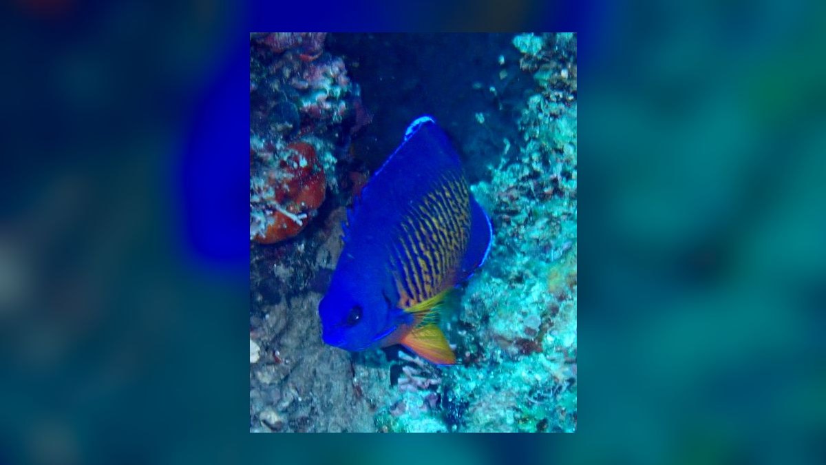 Top 10 Mono Sebae Brackish Fish 2027 — figure 10