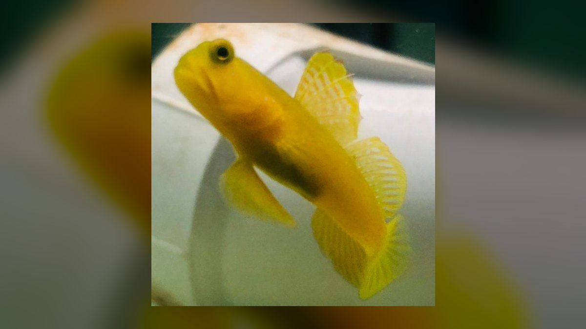 Top 10 Mono Sebae Brackish Fish 2027 — figure 4