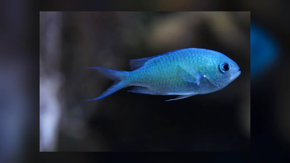 Top 10 Mono Sebae Brackish Fish 2027 — figure 5