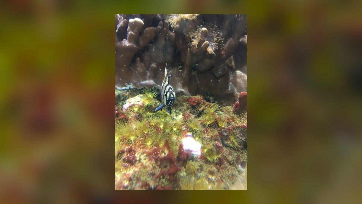 Top 10 Mono Sebae Brackish Fish 2027 — figure 7